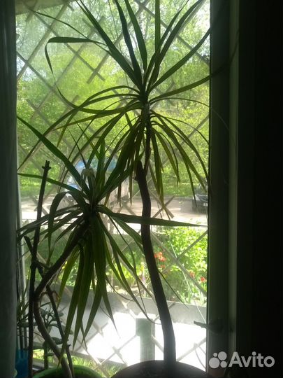 Комнатные домашние растения