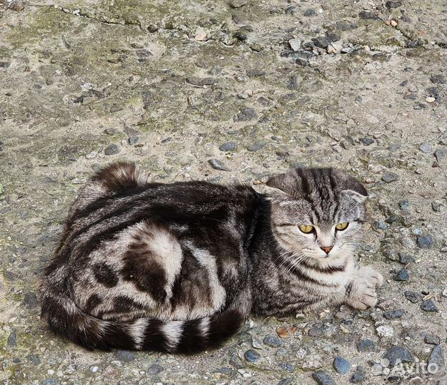Кошки породистые бесплатно