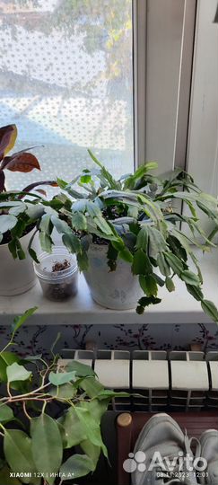 Декабрист шлюмбергера, зиго кактус