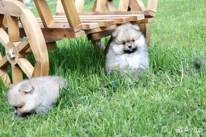 Щенки Миниатюрных Шпицев с доставкой 3 мес