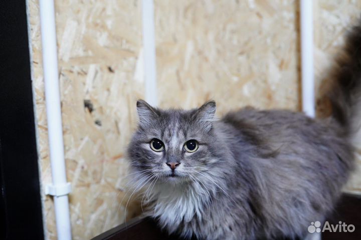 Котик в добрые руки