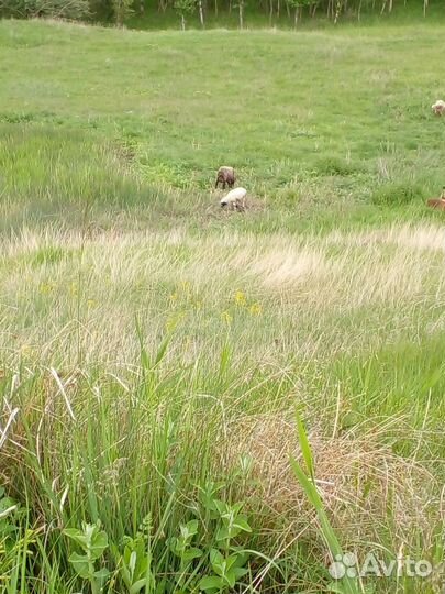 Овца с ягненком