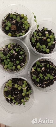 Крестовник роули