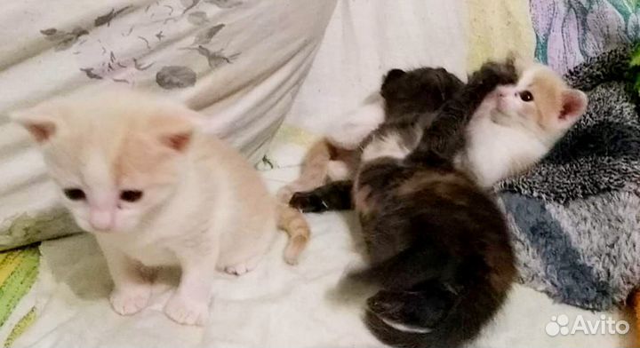 Котята даром