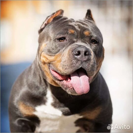 Американский булли покет вязка