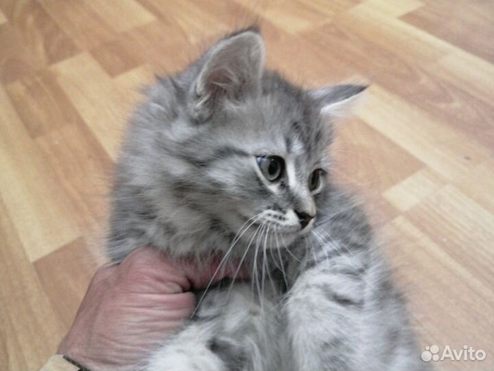 Сибирская кошка