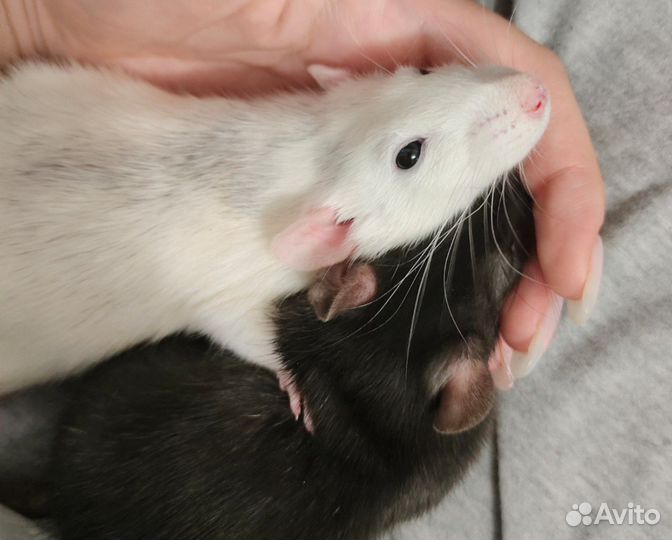 Передержка грызунов