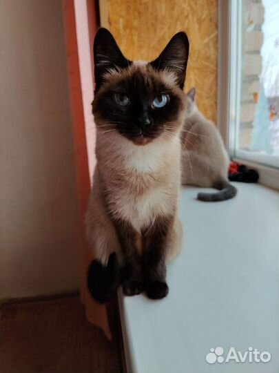 Котята тайские