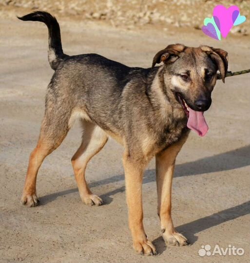 Собака Маруся и Стелла, 1 год, месяц корма в дар