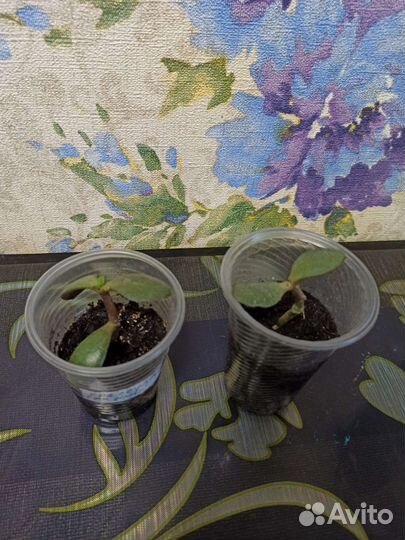 Крассула толстянка