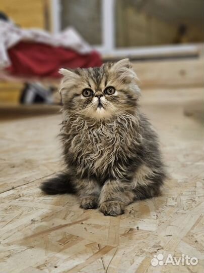 Персидские котята