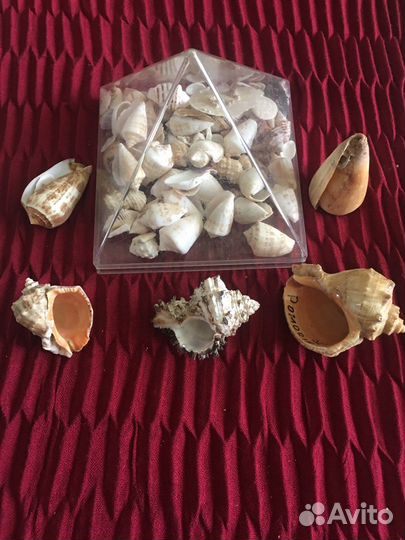 Морские ракушки раковины