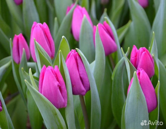 Луковицы тюльпана Purple Prince plastic