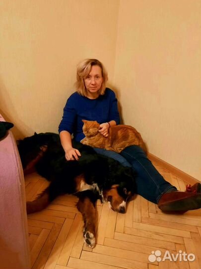 Передержка собак