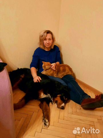 Передержка собак