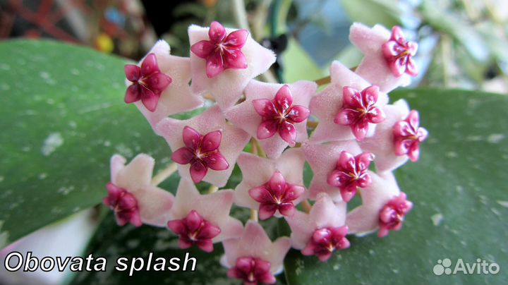 Комнатные растения цветы