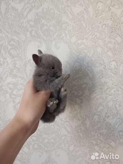 Зайчик микро мальчик
