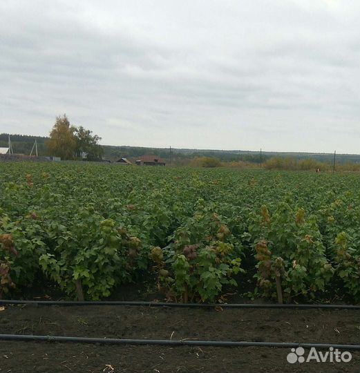 Саженцы смородины