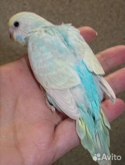 Попугаи волнистые и получехи своего разведения