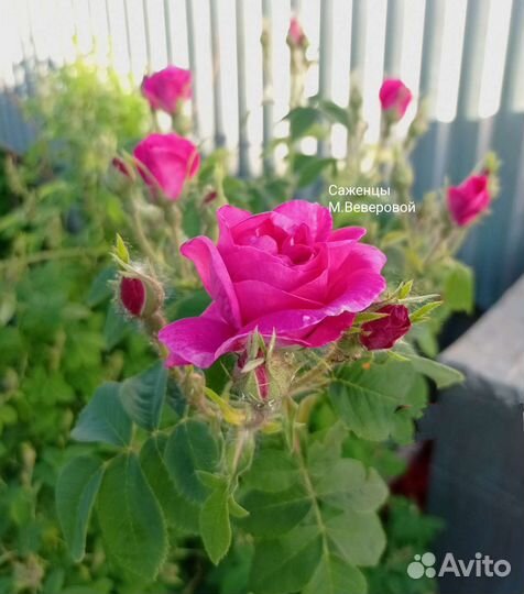 Садовые растения разные мv