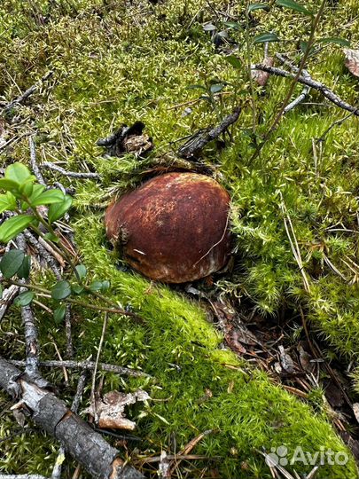 Белые грибы свежие