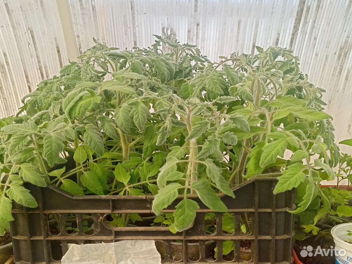 Рассада помидор