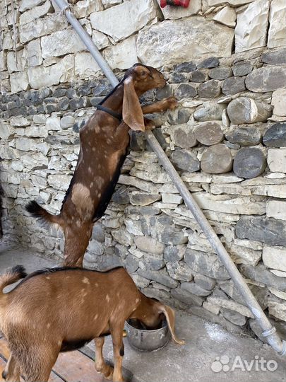 Козлята