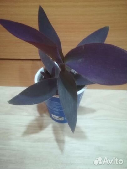 Традесканция