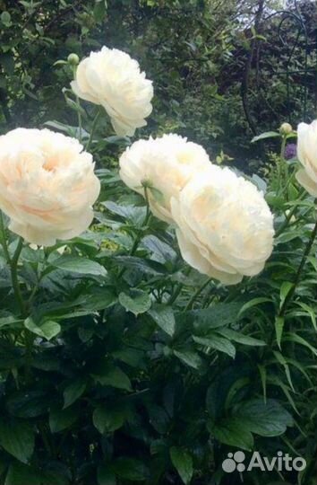 Пастелеганс и другие пионы