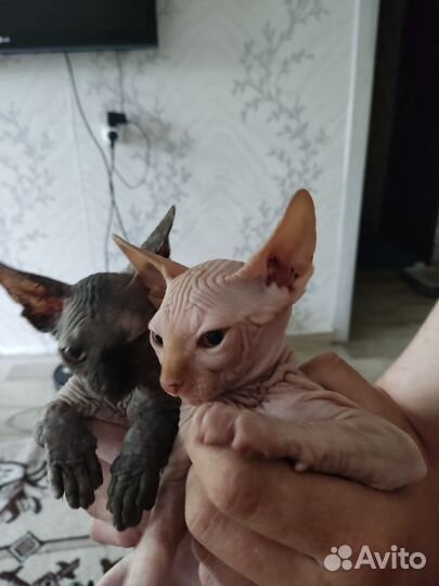 Канадский сфинкс котенок