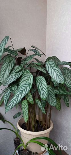 Ктенанта оппенгейма (отросток)