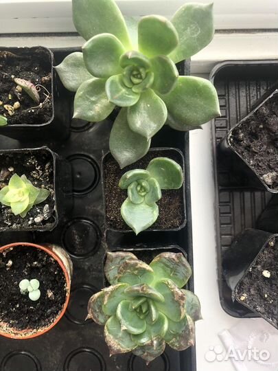 Суккуленты микс