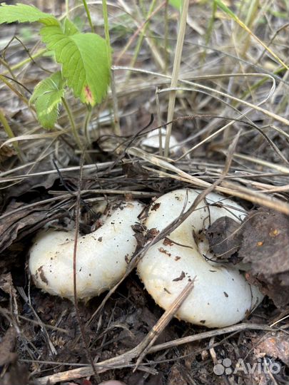 Грибы грузди свежие