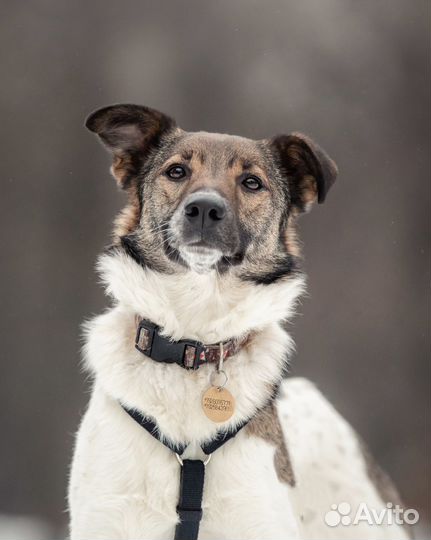 Собака из приюта в добрые руки