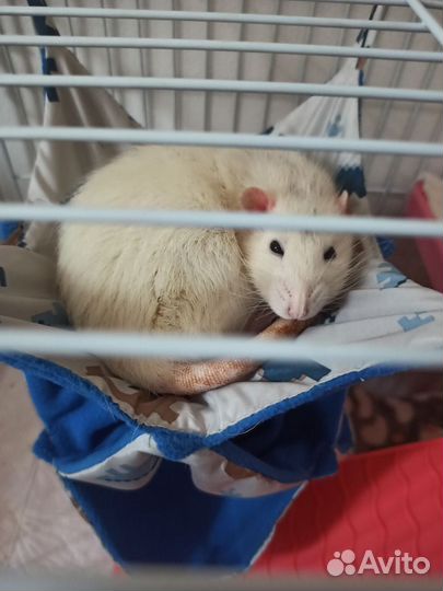 Крысы Дамбо с клеткой