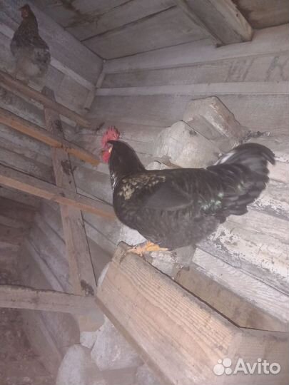 Молодые петухи