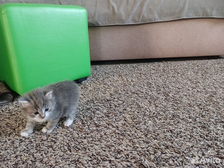 Чистокровные котята Курильского бобтейла