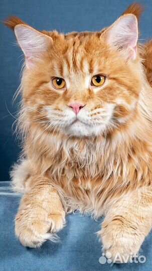 Мейн-кун вязка