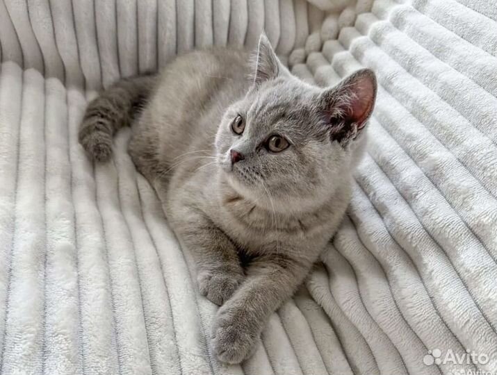 Британские котята
