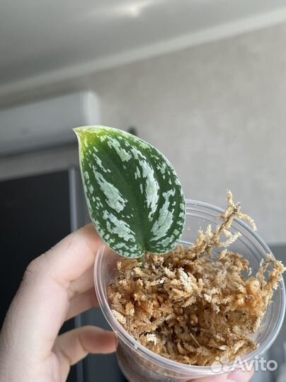 Сциндапсус Tricolour