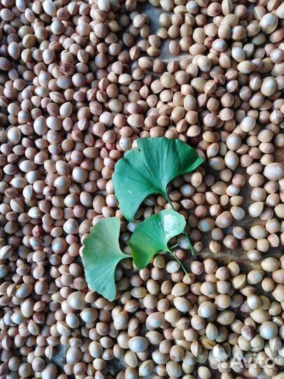 Гинкго билоба