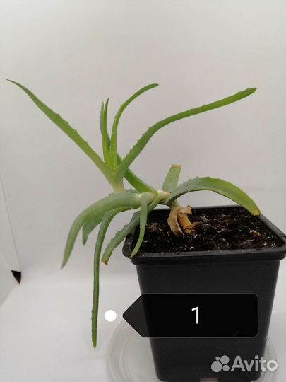 Кактусы и суккуленты. Алоэ