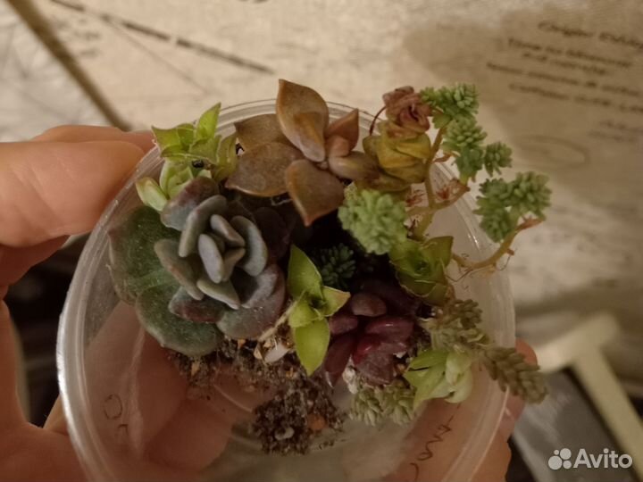 Суккуленты