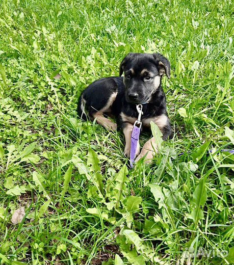 Щенок Юлианна в дар