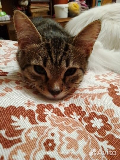 Котенок в добрые руки