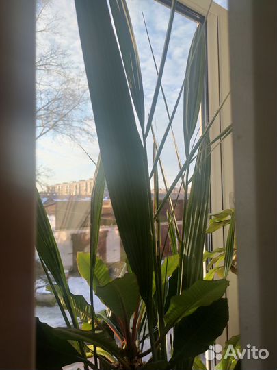 Финиковая пальма в большом горшке