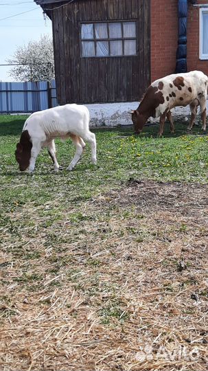 Корова дойная с телёнком телёнка бычок