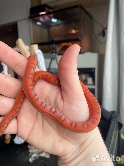 Маисовый полоз Scaleless