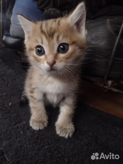 Котенок 1 мес, девочка