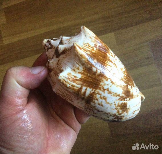 Морская раковина Voluta vespertilio 114 мм